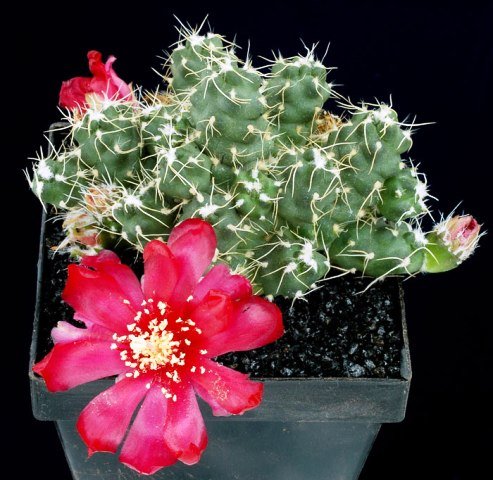 Puna_subterranea_f_incahuasii